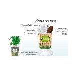 עציץ פורח 